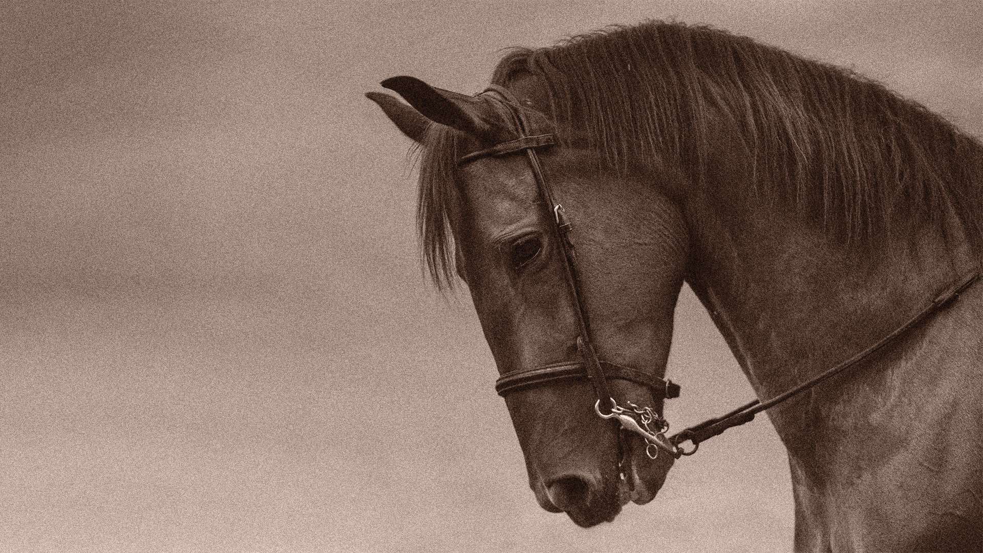 Portrait of an Arabian horse, the inspiration behind the Falwa name
